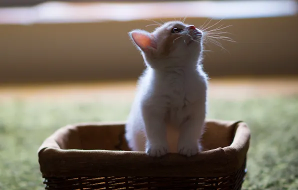 Picture kitty, basket, Hannah, © Benjamin Torode