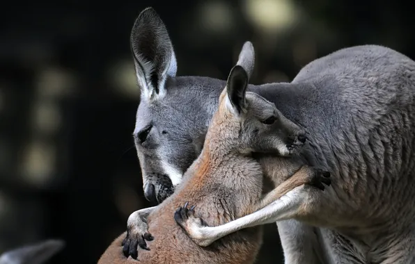Picture kangaroo, cub, a mother's love, motherhood, hugs