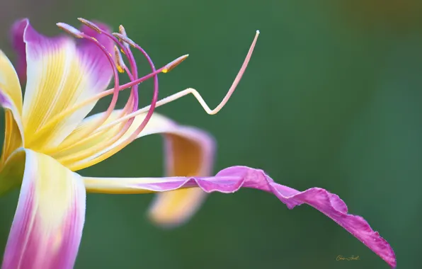 Macro, pink, daylilies