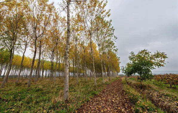 Autumn, the sky, leaves, clouds, trees