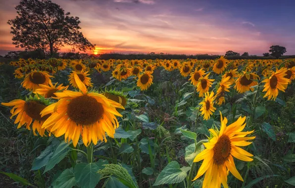 Field, summer, the sky, sunflowers, sunset, flowers, tree, yellow