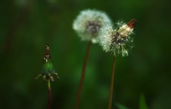 Greens, summer, flowers, life, dandelion, dynamics, development, states