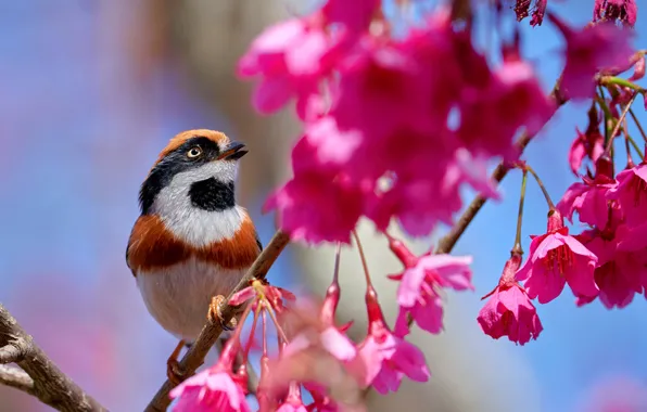 Flowers, branches, bird, Sakura, Ryzhevolosaya long-tailed tit