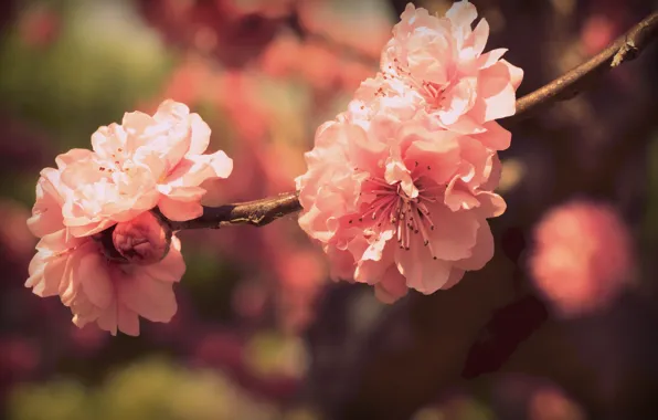 Color, flowers, branch, spring, petals, Sakura, pink, flowering