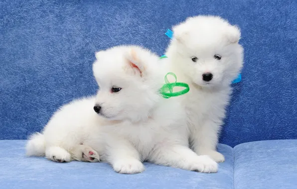Picture dogs, puppies, a couple, Samoyed