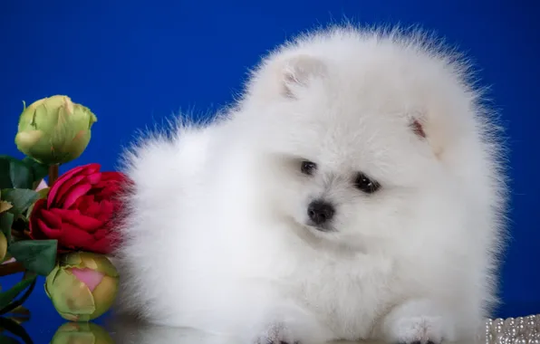White, flowers, fluffy, puppy, Spitz