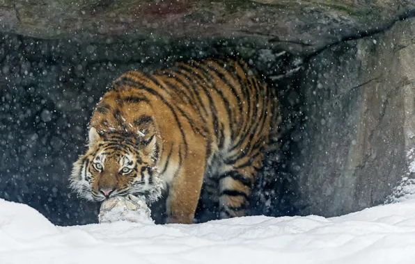 Picture cat, snow, tiger, the game, the ball, predator, the Amur tiger, ©Tambako The Jaguar