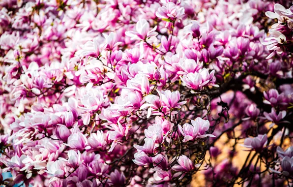 Flowers, branches, bright, spring, petals, pink, buds, flowering