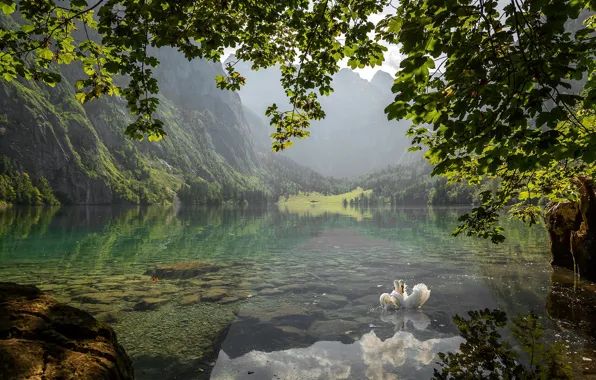 Forest, trees, mountains, birds, fog, lake, reflection, stones