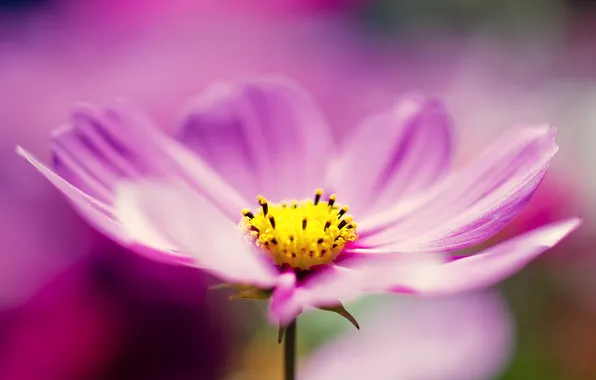 Picture flower, macro, lilac, petals