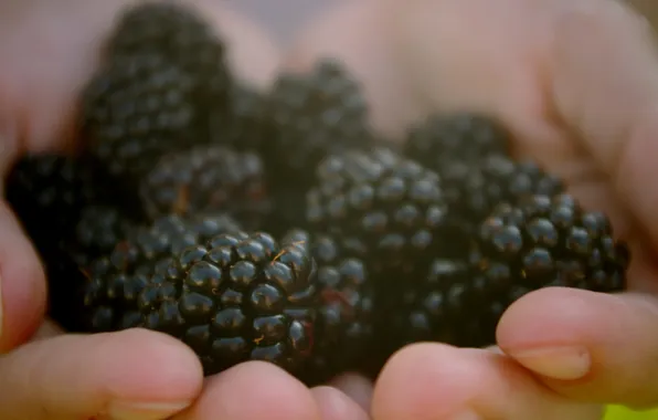 Picture berries, hands, fingers, BlackBerry