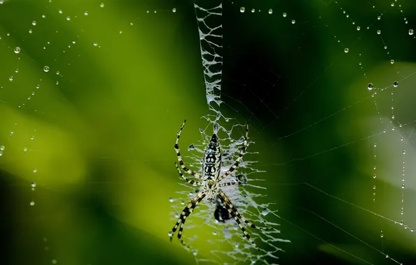 Picture drops, macro, web, spider