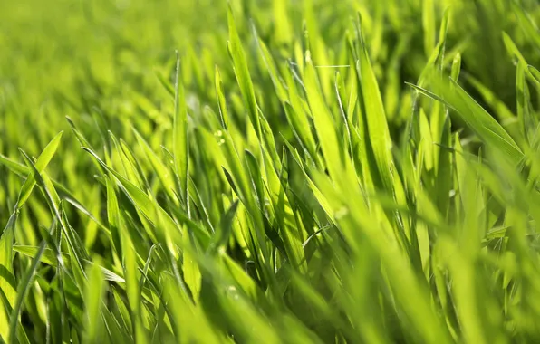 Grass, macro, green, plant, spring, green, summer, spring