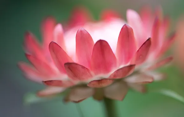 White, flower, macro, pink, petals, green