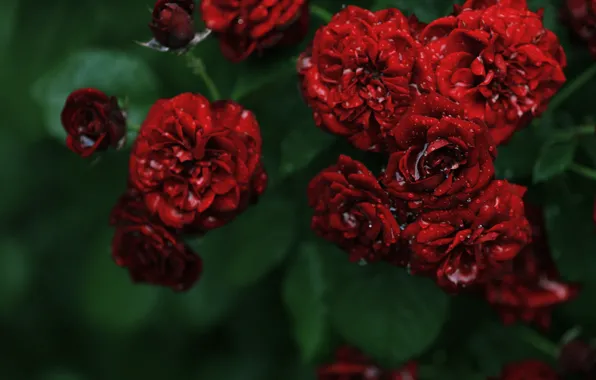 Water, drops, flowers, Rosa, Bush, roses, red, roses