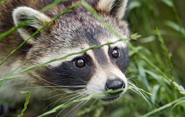 Picture grass, eyes, look, face, raccoon, ©Tambako The Jaguar