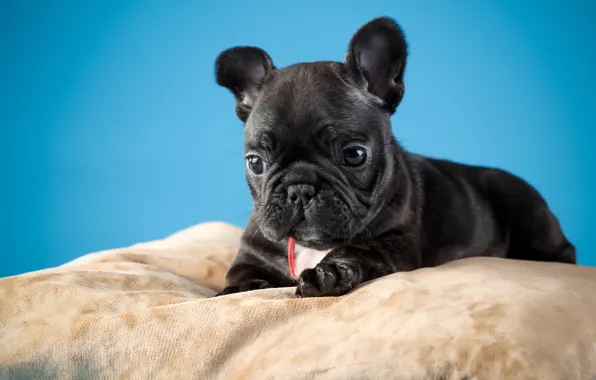 Picture black, puppy, French bulldog