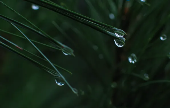 Picture leaves, green, Drops