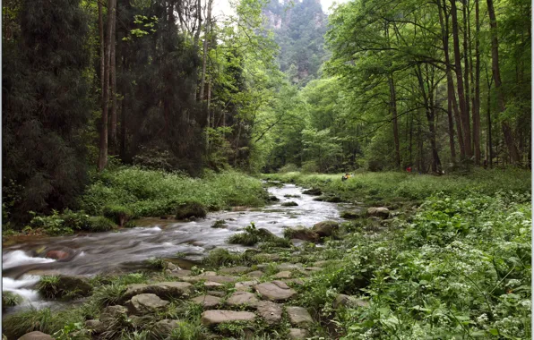 Greens, forest, mountains, river, China