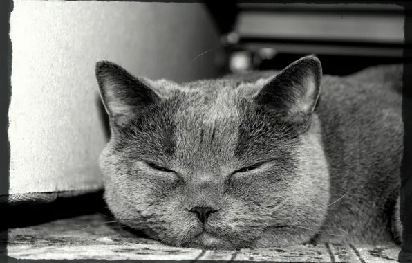 Cat, British, thecat