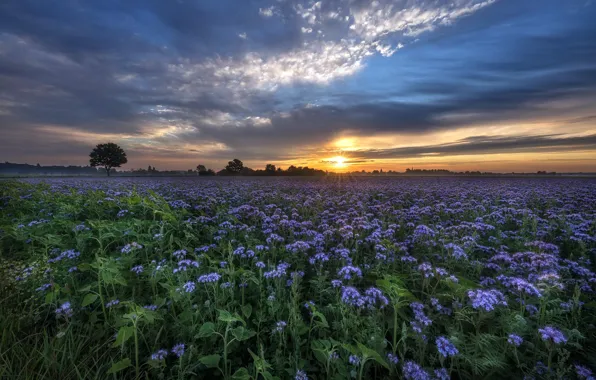 Picture field, sunset, flowers