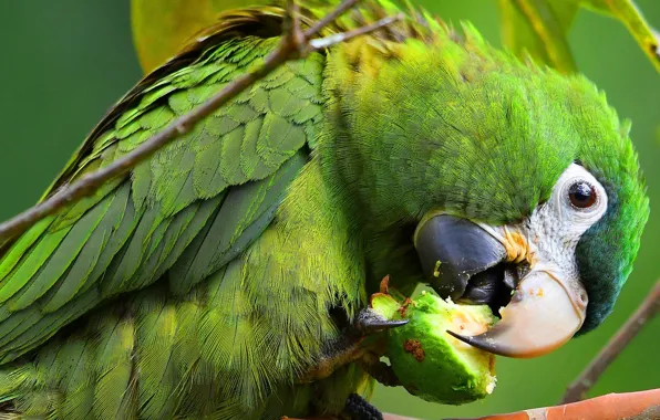 Picture look, pose, green, background, bird, food, beak, parrot