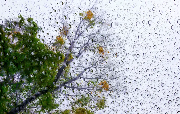 Drops, tree, Rain Poem