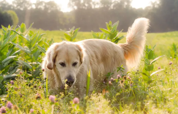Field, light, flowers, Dog, Labrador