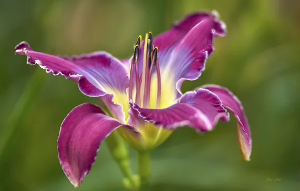 Flower, bright, daylilies