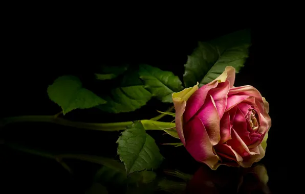 Flowers, roses, buds