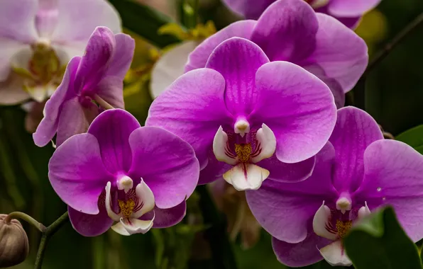 Macro, flowers, pink, orchids, flowering, Orchid, lilac