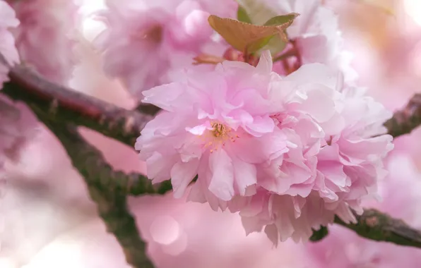 Macro, flowers, spring, Sakura, pink, flowering, almonds