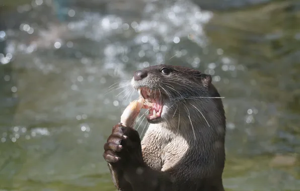 Fish, muzzle, Otter, Otter