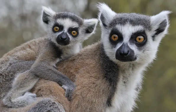 Picture cub, a ring-tailed lemur, Katta