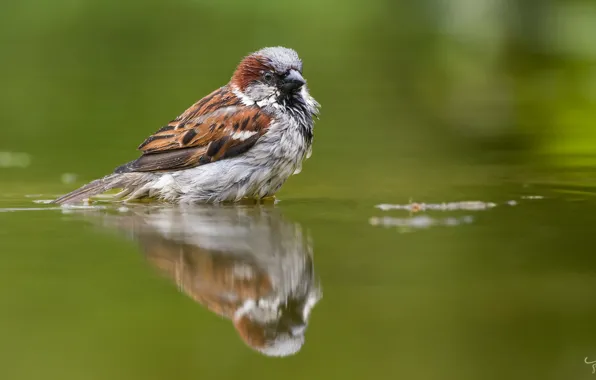 WATER, BIRD, REFLECTION, SURFACE, FEATHERS, FLUFF, SPARROW, by Jan Jongejan