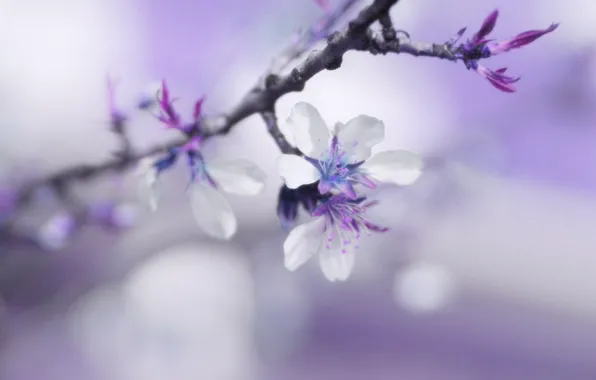 Flower, macro, spring, blur, gently