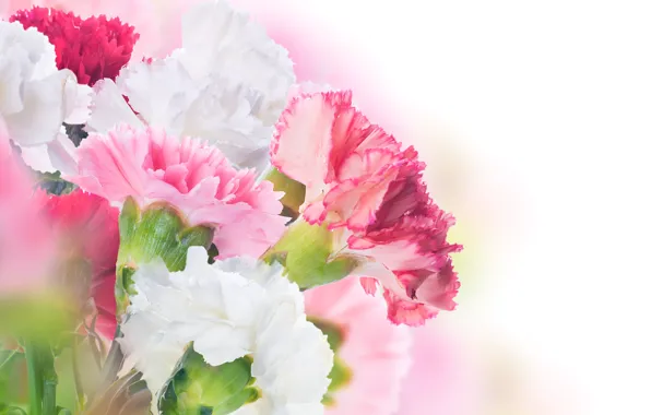 Picture flowers, leaves, clove, pink and white