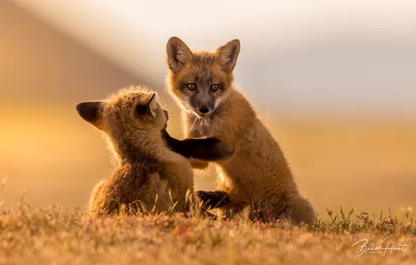 Blurred background, play, two Fox