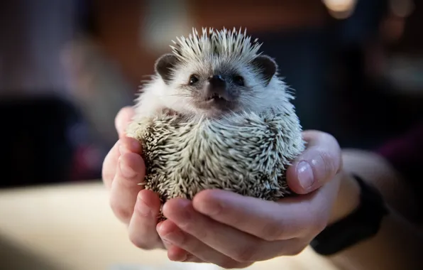 Look, the dark background, hands, muzzle, hedgehog, mistress, hedgehog, pet