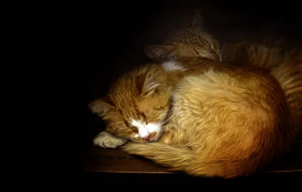 Cat, cats, pose, cats, sleep, black background, face, sleep