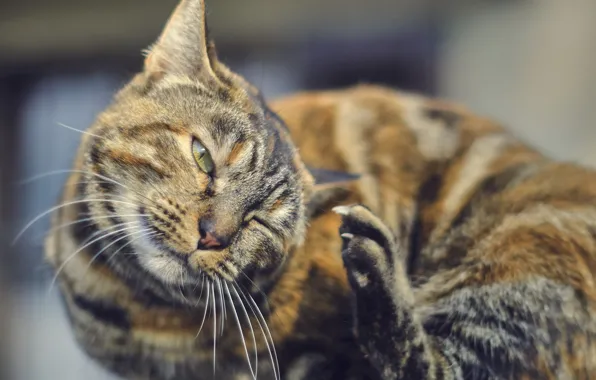 Cat, claws, foot, cat