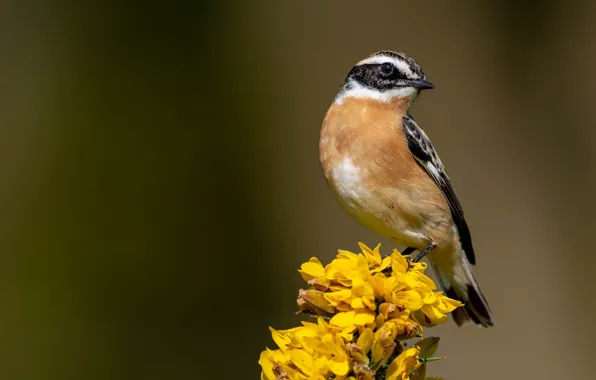 Picture birds, mahalapaye, whinchat