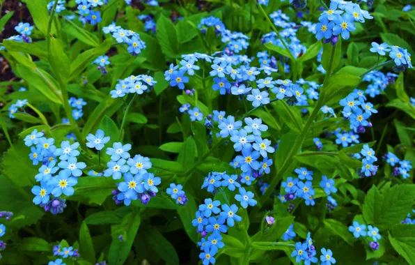 Picture macro, petals, forget-me-nots, blue flowers