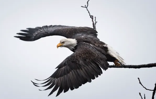 Nature, bird, eagle