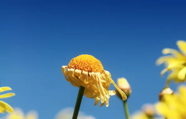 Picture flower, Blue, wilted