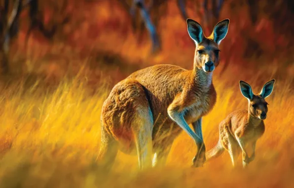 Field, light, kangaroo, cub, mother, digital art, AI art, neural network