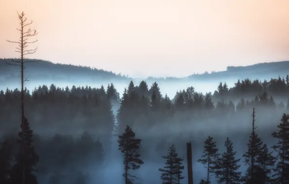 Forest, landscape, fog, morning