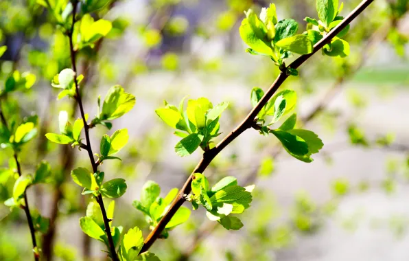 Greens, leaves, green, Bush, spring