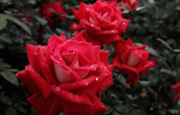 Drops, macro, roses, petals, Bud, scarlet rose