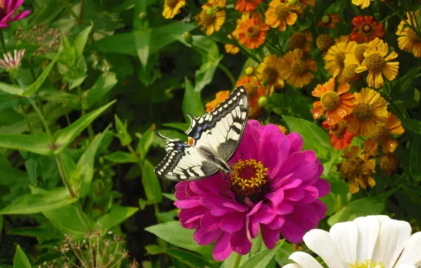 Flower, summer, butterfly